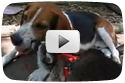 Raccoon and Beagle Playtime!