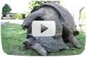 Giant Tortoise Sex