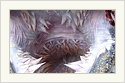 Om Nom Nom, Sea Turtle Edition