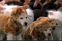 Puppies Dressed as Cats