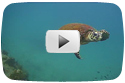 Happy Turtle