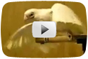 The Bird That Loved Egyptian Music