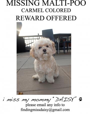 Jessica Simpson’s Dog Daisy: Snatched By Coyote!