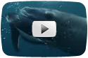 Seal Gives Cameraman a Present