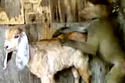 Adorable Interspecies Rape Videos