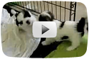 Ultimate Puppy Fighting