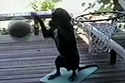 The Slam Dunking Dog