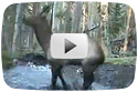 Elk Calf Playing In A Puddle