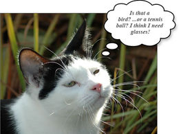 IBM scientists simulate cat’s brain