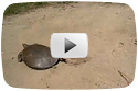 World's Fastest Turtle