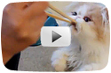 Kitten Fed With Chopsticks