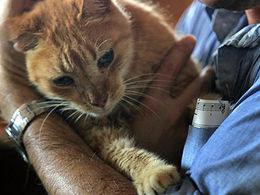 San Francisco votes to ban cat declawing