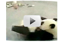 Pandas Escape ! >