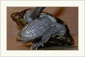 Breakdancing Turtle