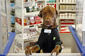 Doggie Gas Station Attendant