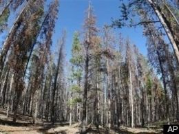 Pine Beetles causing campsite closures in the Rockies