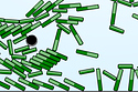 Blosics (Game Battle)