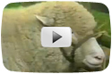 Ode to the Lost Sheep
