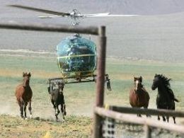 Activists decry wild-horse roundups
