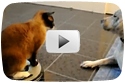 Belligerent Cat On Roomba