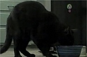 Riverdance Cat