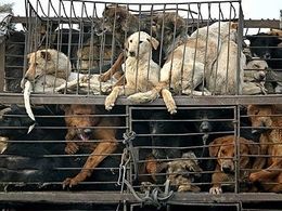 China to ban eating dogs, cats