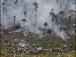 Biodiversity nears ‘point of no return’