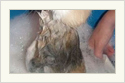 Wet Bunnies, Look Weird.