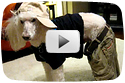 Poodle Performs "Pants on the Ground"