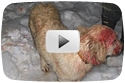 Family Dog Saves Boy From Cougar