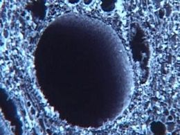 Italian scientists’ achieve ‘wood to bone’ medical breakthrough