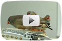 The Finches