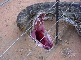 New ‘Super Snake’ python hybrid may be on the rise in Florida