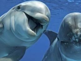 Scientists say dolphins should be treated as ‘non-human persons’