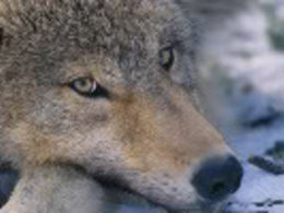 Americans are ‘loving [their] protected areas to death’.