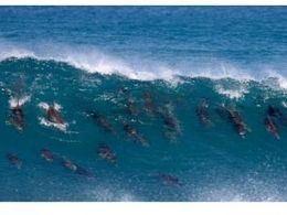 Heroic animals more common than thought, say scientists