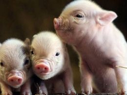 Austrian scientists bury live pigs in snow