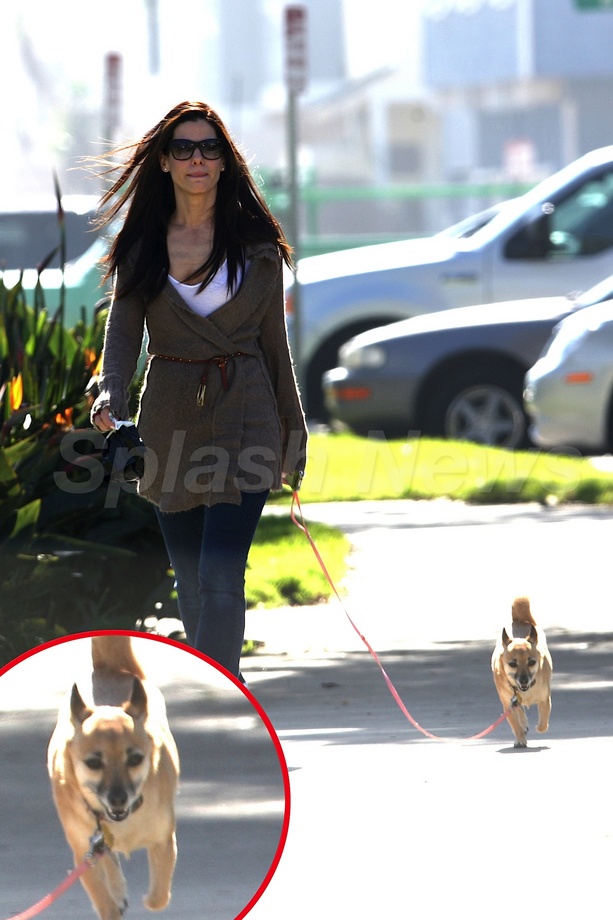 Star Pup-arazzi: Sandra Bullock