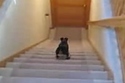 Stair Gliding Dog