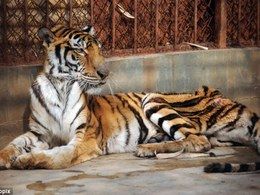 Exposed: Dark secret of the farm where tigers’ bodies are plundered to make £185 wine
