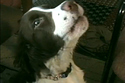 Dogs Hate Law & Order