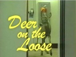 infoMania sneak peek: Deer on the Loose