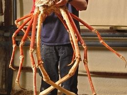 Crabzilla! At 5 Feet Tall, Biggest Known Crab Heads to UK