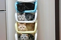 Cat Stacking