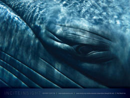 Swimming with whales: Looking into the eye of the beast