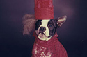 Dogs Dressed As Lady Gaga