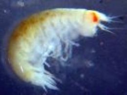 Scientists find shrimp-like creature for first time under Antarctic ice
