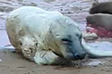 The Miracle of Birth