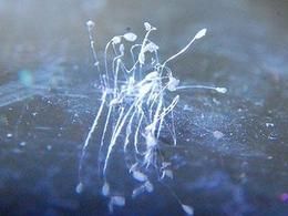 Buddhist flower that blooms once every 3000 years discovered under nun’s washing machine