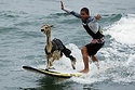 Surfing Alpaca